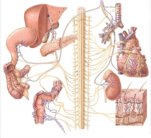 Schemat nerwów obwodowych i autonomicznego układu nerwowego