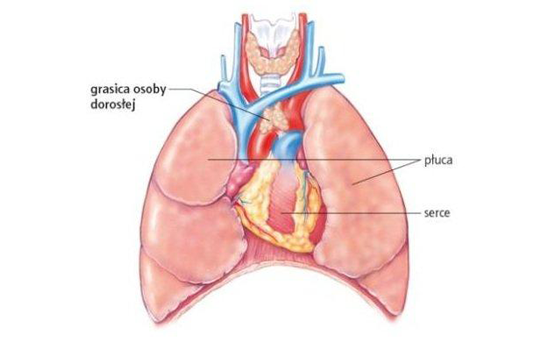 Rycina, przedstawiająca umiejscowienie grasicy w stosunku do serca i płuc
