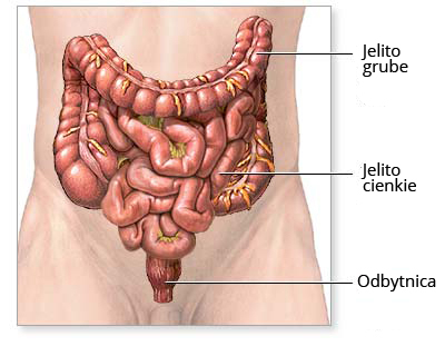 Rycina, przedstawiająca jelito cienkie i jego umiejscowienie wobec jelita grubego i odbytnicy