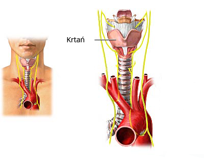 Rycina przedstawiająca umiejscowienie krtani w ciele człowieka