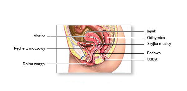 Rycina przedstawiająca schematyczną budowę i narządy dolnej części ciała kobiety: Jajnik, Macica, Pęcherz moczowy, Odbytnica, Szyjka macicy, Pochwa, Odbyt, Dolna warga.