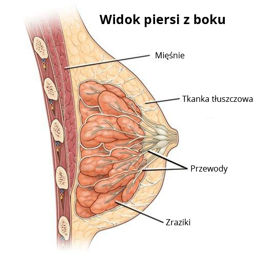 Rycina przedstawiająca pierś z boku wraz ze wskazaniem jej elementów: Mięśnie, Tkanka tłuszczowa, Przewody, Zraziki