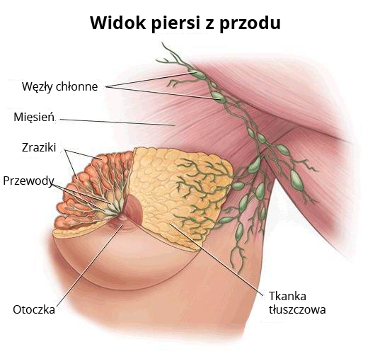 Rycina przedstawiająca pierś z przodu wraz ze wskazaniem jej elementów: Węzły chłonne, Mięsień, Zraziki, Przewody, Tkanka tłuszczowa, Otoczka. 