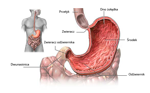 Rycina, przedstawiająca budowę żołądka i okolicznych narządów