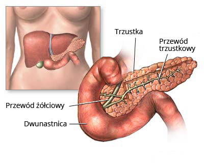 Rycina przedstawiająca budowę trzustki oraz jej umiejscowienie w ciele człowieka