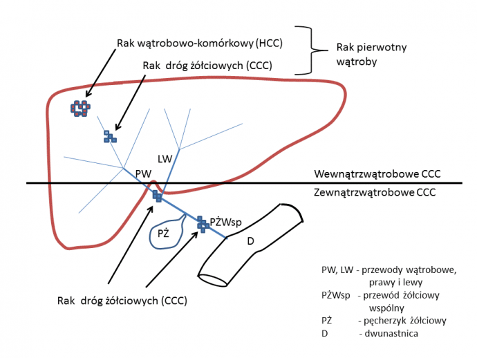 przewody watroby