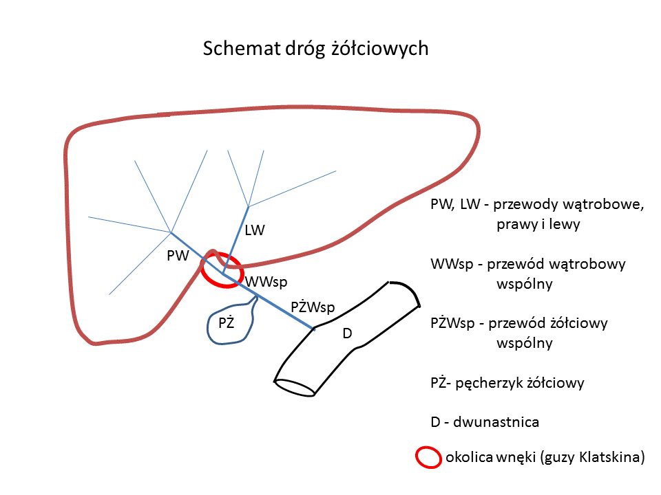 Rycina przedstawiająca umiejscowienie wątroby w ciele człowieka w stosunku do innych narządów.