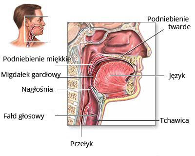 Grafika przedstawiająca schemat poszczególnych narządów głowy i szyi: Podniebienie twarde, podniebienie miękkie, język, Migdałek gardłowy, Nagłośnia, Fałd głosowy, Tchawica, Przełyk