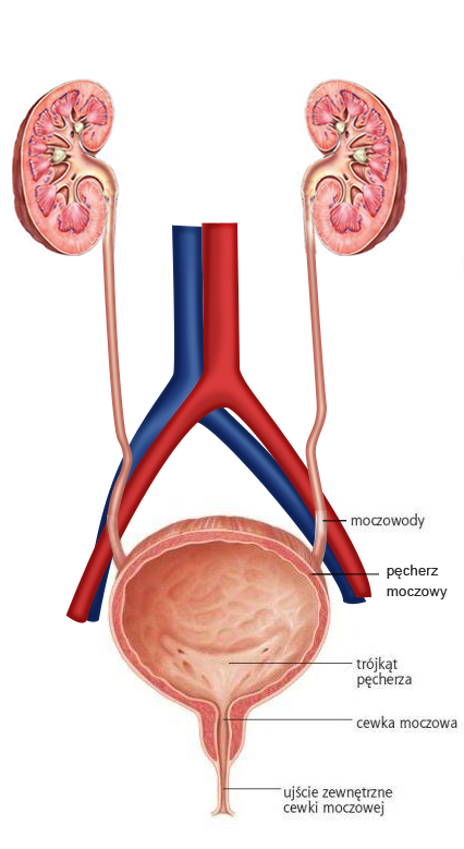 Rycina przedstawiająca schemat budowy układu moczowego. 