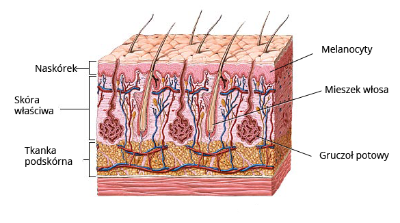 Rycina przedstawiająca elementy skóry człowieka: Tkanka podskórna, Skóra właściwa, Gruczoły potowe, mieszki włosowe, Melanocyty, Naskórek.