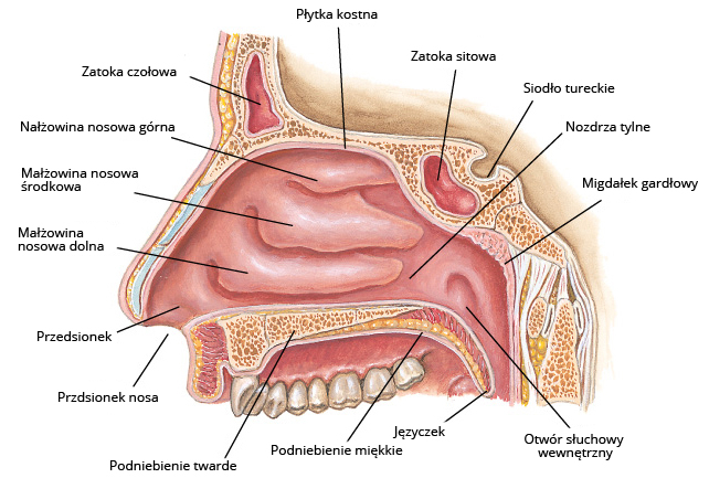 Rycina przedstawiająca narządy w okolicy nosa: Płytka kostna, Zatoka sitowa, Siodło tureckie, Nozdrza tylne, Migdałek gardłowy, Otwór słuchowy wewnętrzny, Języczek, Podniebienie miękkie, Podniebienie twarde, Przedsionek nosa, Przedsionek, Małżowina nosowa środkowa, Małżowina nosowa górna, Zatoka czołowa