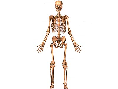 Rycina przedstawiająca szkielet ludzki