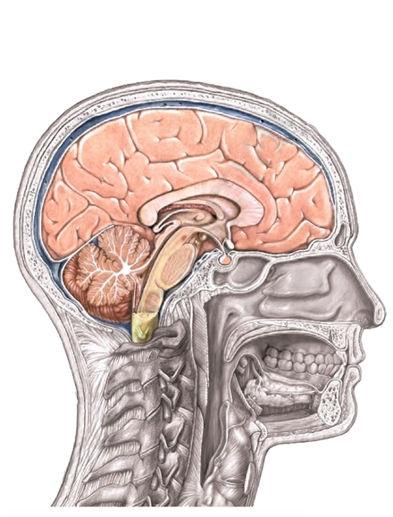 Ilustracja przedstawiająca przekrój głowy człowieka. Widoczny m.in. mózg