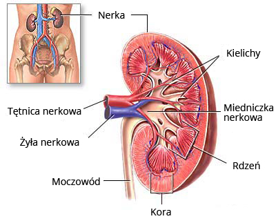 Rycina przedstawiająca budowę nerki oraz jej umiejscowienie w ciele człowieka