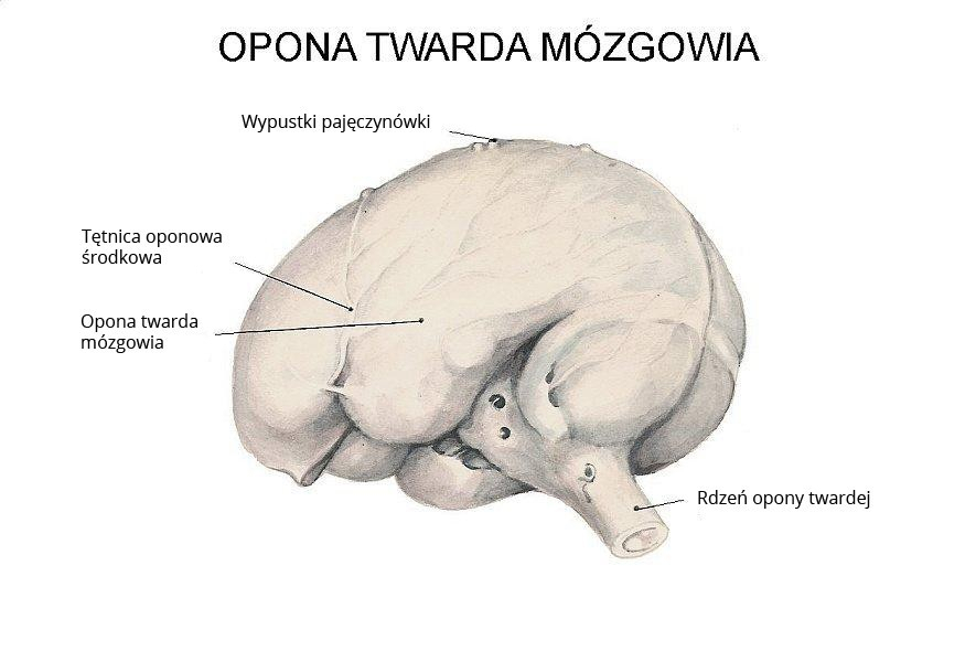 Ilustracja przedstawiająca schemat budowy Opony Twardej Mózgowia. Zaznaczone są na niej: Wypust pajęczynówki, Tętnica oponowa środkowa, Opona twarda mózgowia oraz Rdzeń opony twardej