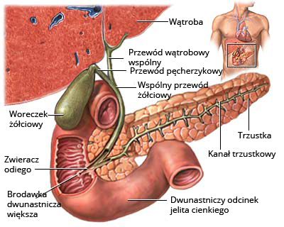 Rycina przedstawiająca umiejscowienie pęcherzyka żółciowego wobec innych organów; wątroby, trzustki, dwunastnicy.