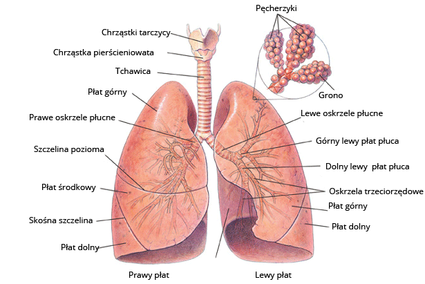 Rycina przedstawiająca płuca oraz ich elementy składowe: Chrząstki tarczycy, Chrząstka pierścieniowata, Tchawica, Lewy i prawy płat, Płat górny, Prawe i lewe oskrzele płócne, Szczelina pozioma, Płat środkowy, Skośna szczelina, Płat dolny,  Płat górny, Oskrzela trzeciorzędowe.