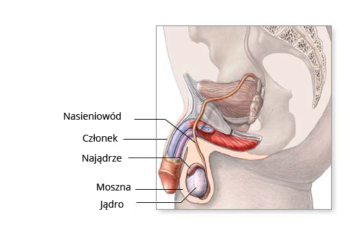 Rycina przedstawiająca budowę męskich narządów rozrodczych