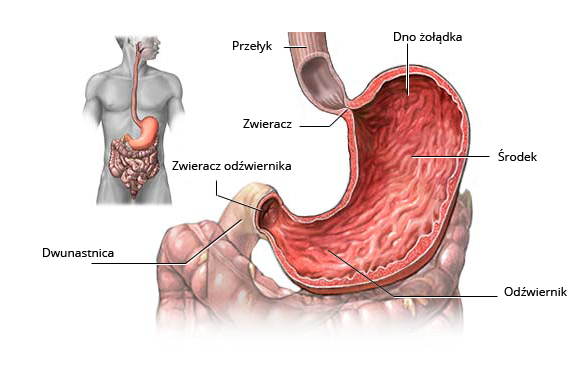 Rycina przedstawiająca umiejscowienie przełyku oraz towarzyszących mu narządów w ciele człowieka 