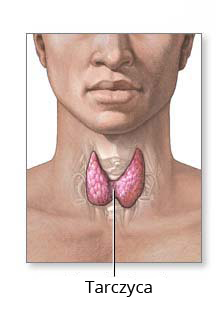 Rycina przedstawiająca umiejscowienie tarczycy w ciele człowieka