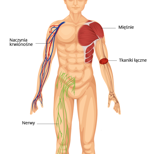 Schemat ciałą człowieka, przedstawiający naczynia krwionośne, nerwy, mięśnie i tkanki łączne.